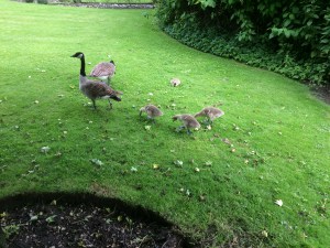 2016-06-26-16.07.33-2