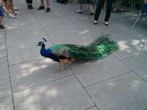 Kew-Gardens-Peacock